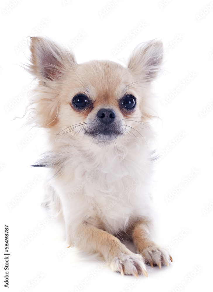 chihuahua chihuahua