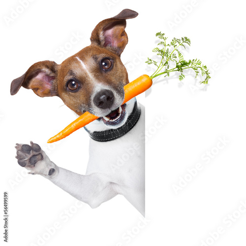 healthy dog with a carrot © Javier brosch