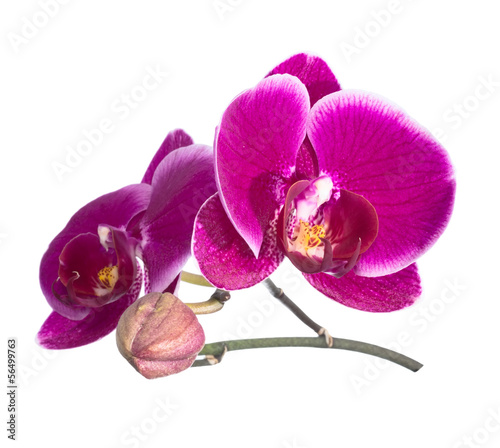 Fototapeta Naklejka Na Ścianę i Meble -  Blooming orchid lilac with bandlet  isolated,  white background