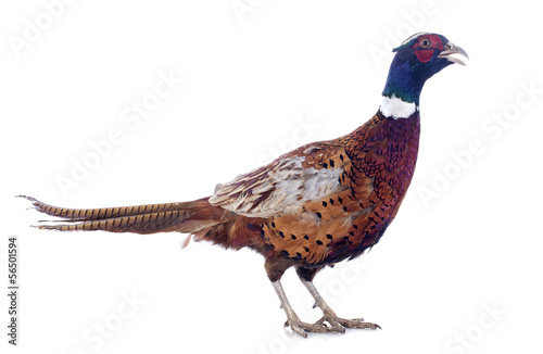 Fotografia male pheasant