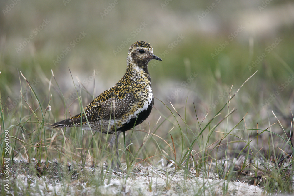 Golden plover, Pluvialis apricaria Golden plover, Pluvialis apricaria