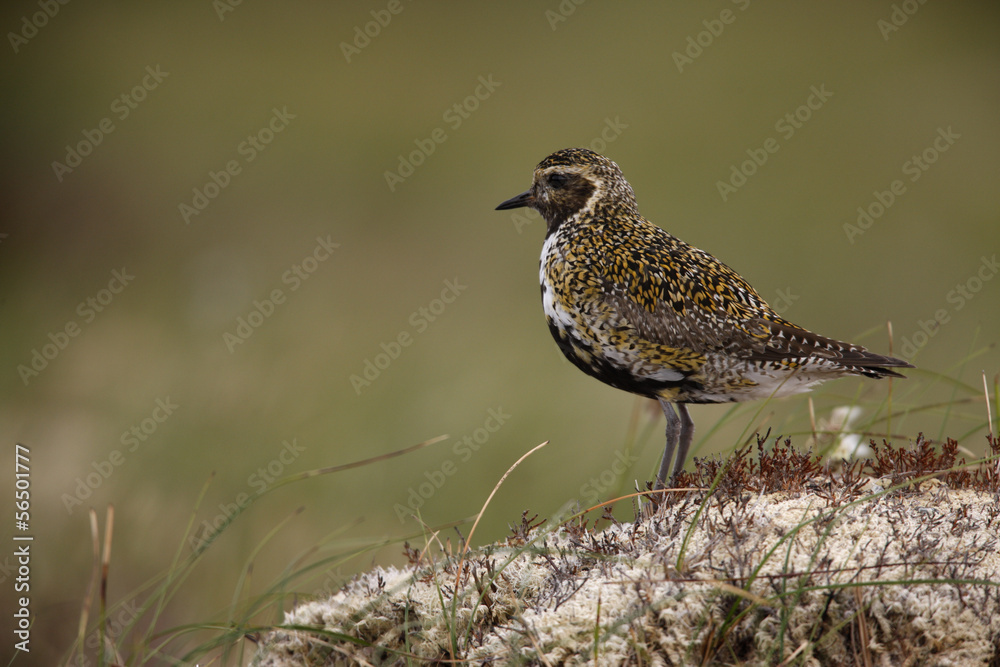 Golden plover, Pluvialis apricaria Golden plover, Pluvialis apricaria