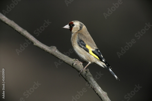 Goldfinch Carduelis carduelis © Erni