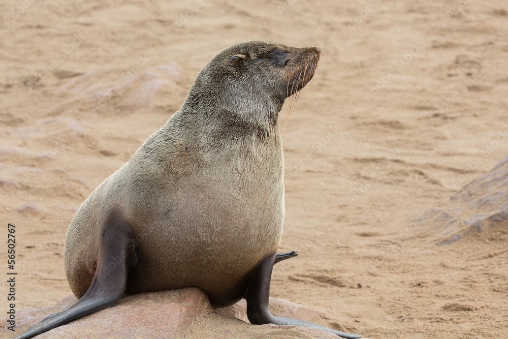 Fototapeta premium Sea Lions
