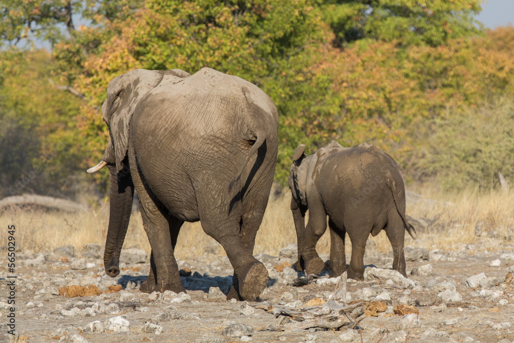 Fototapeta premium walking family