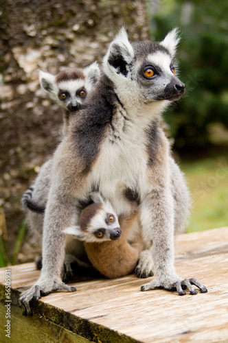 Ring-tailed lemur © Vitya