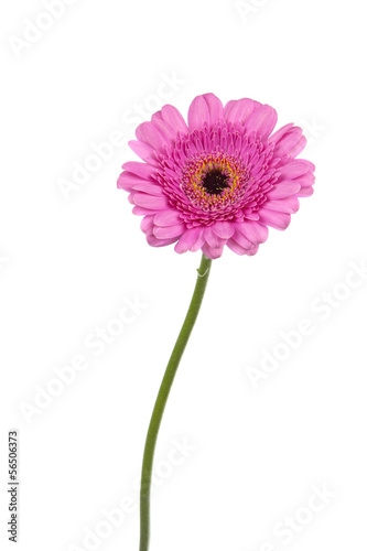 Pink Gerbera on stem isolated in white