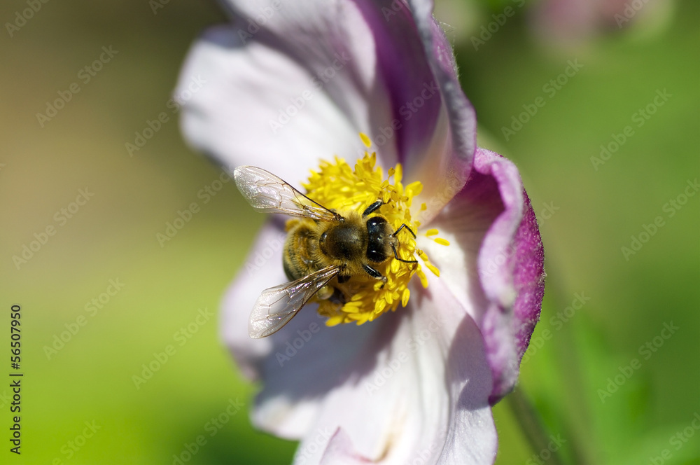 Bee on a flower Bee on a flower