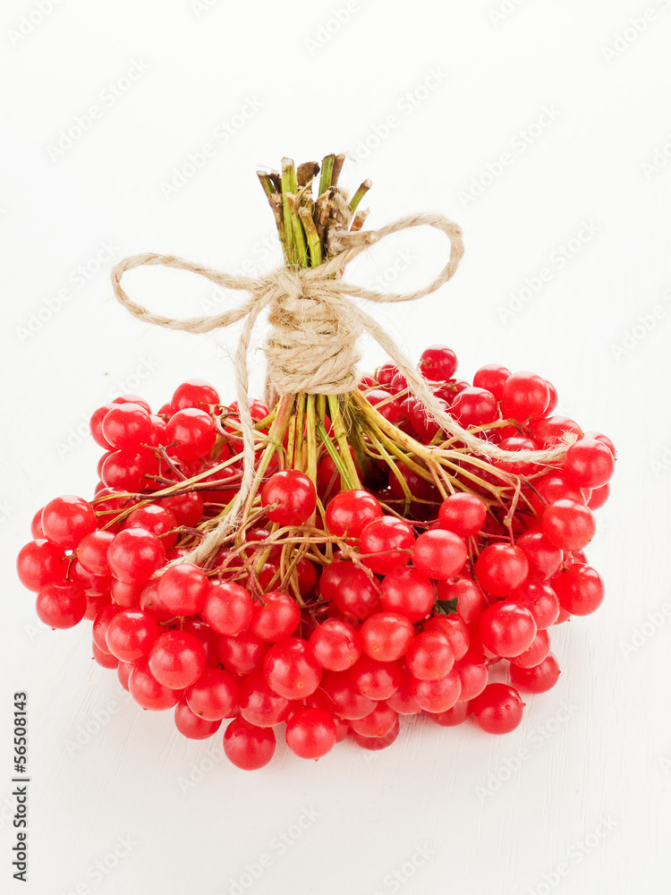 Viburnum Viburnum
