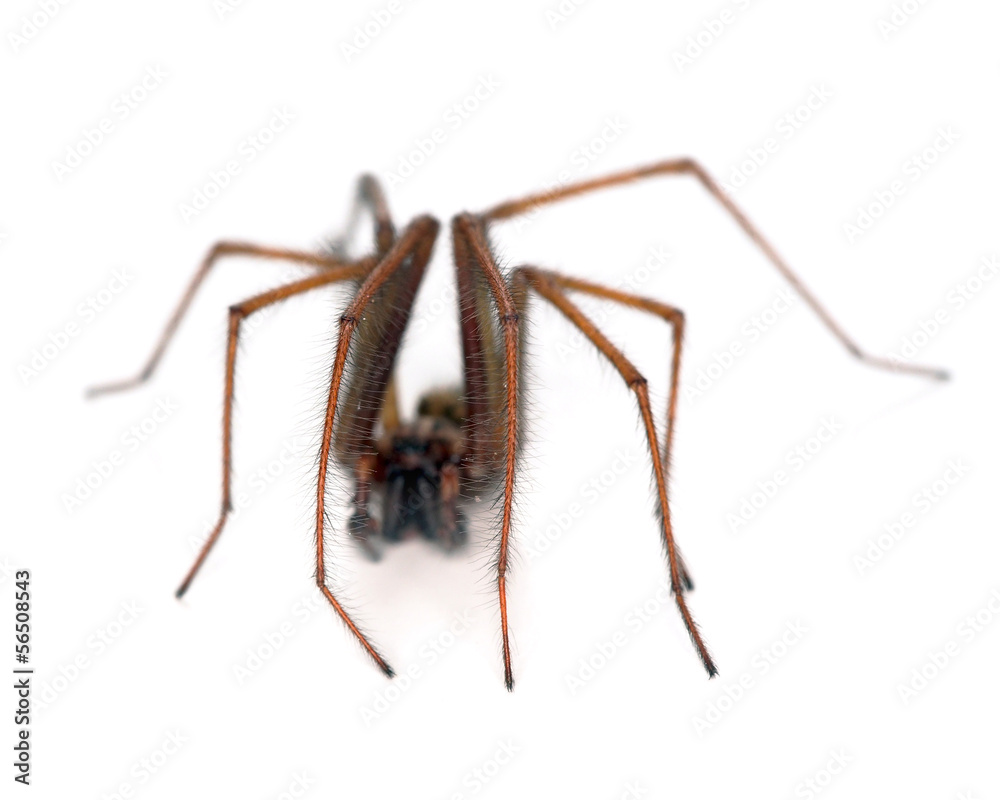 Spider Spider
