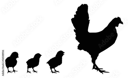 three newborn chickens and hen silhouettes isolated on white