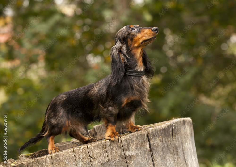 Portrait of dog breed long haired dachshund Portrait of dog breed long haired dachshund