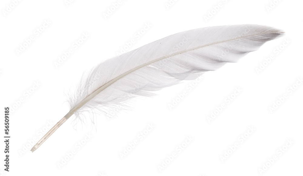 Fototapeta premium isolated white goose feather
