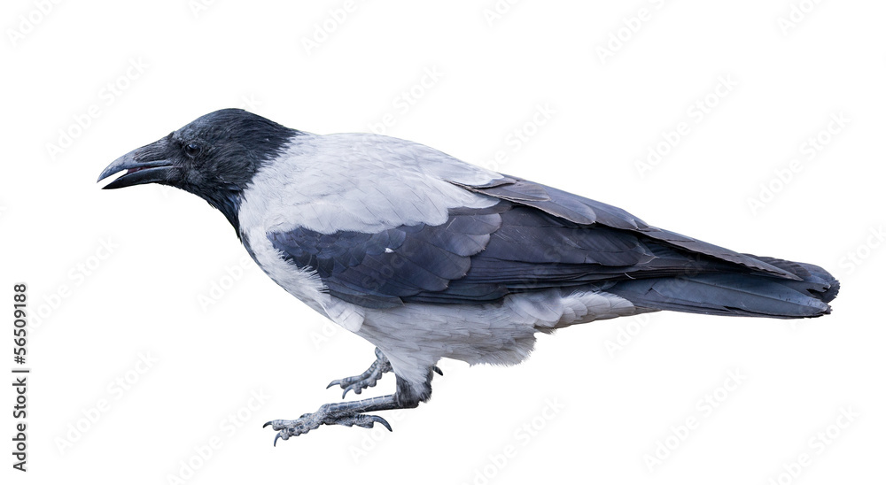 single grey crow isolated on white