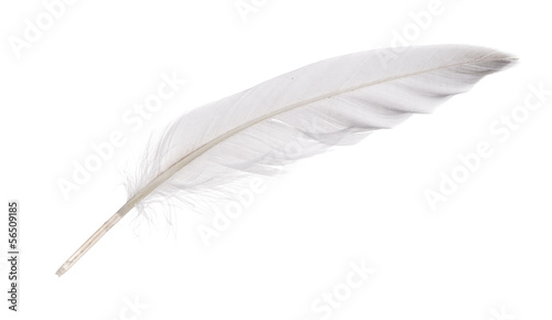 isolated white goose feather