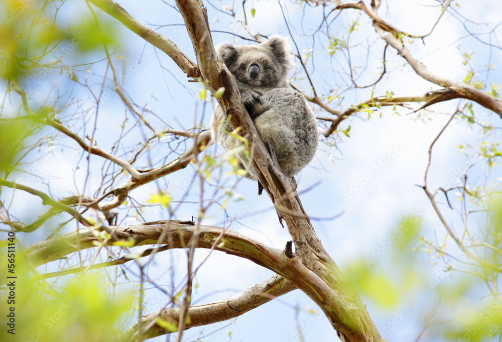 Koala, Australien