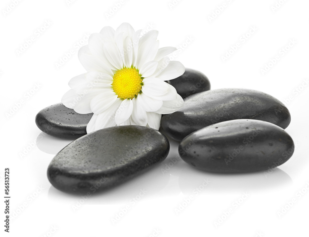 zen basalt stones and daisy isolated on white zen basalt stones and daisy isolated on white