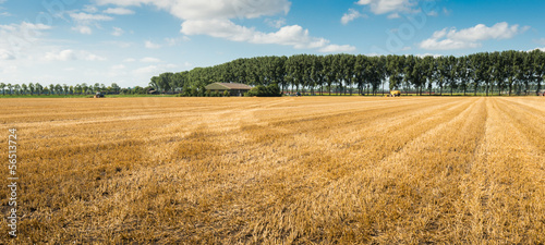Stubble field after harvesting grain photo