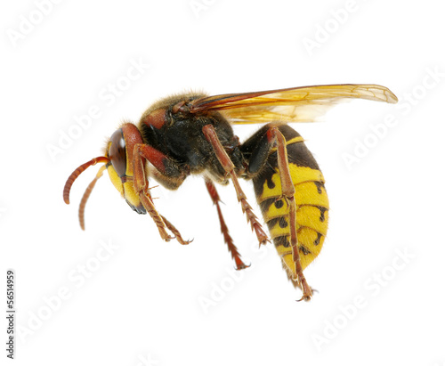 hornet