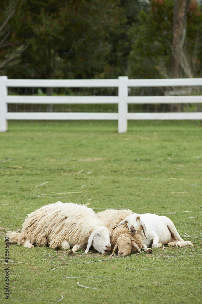Obraz premium Sheep family sleep together in the field