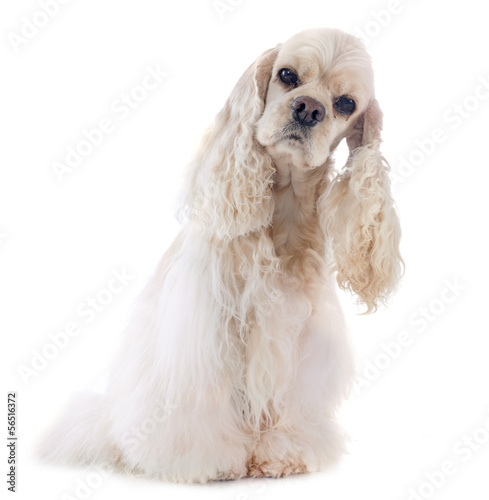 Billede på lærred american cocker spaniel