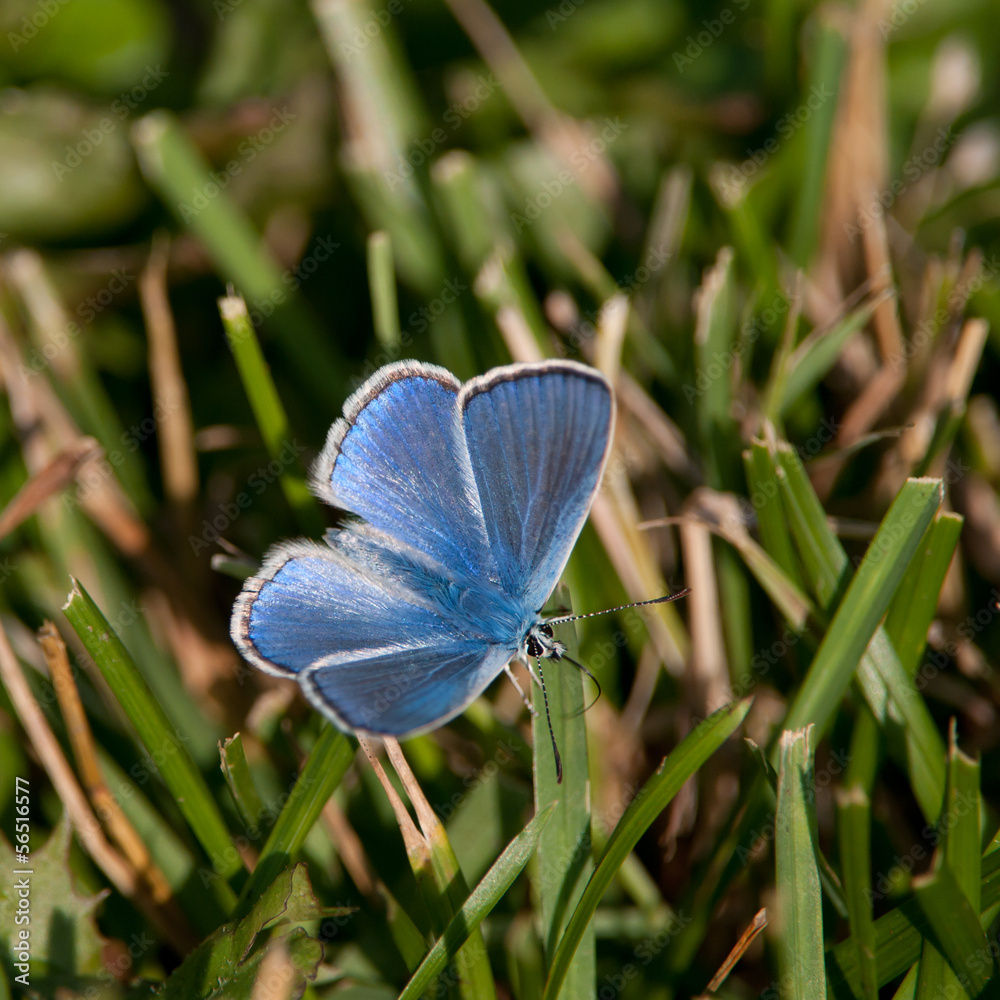 Common Blue (Polyommatus icarus), male Common Blue (Polyommatus icarus), male