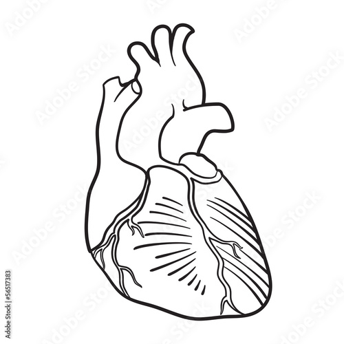 human heart