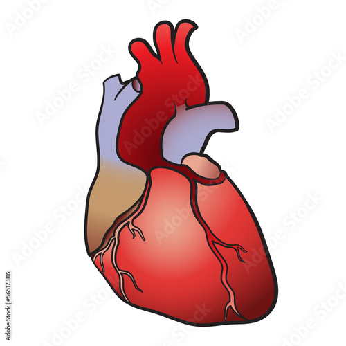 heart