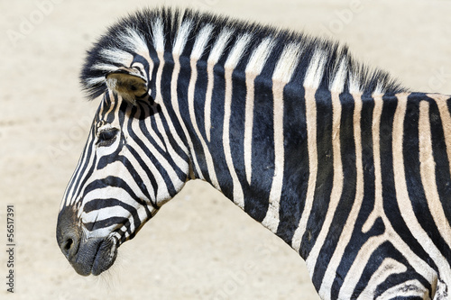 zebra head photo