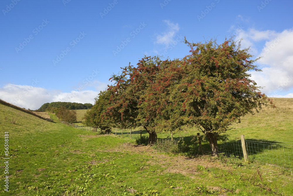 hawthorn hedgerow