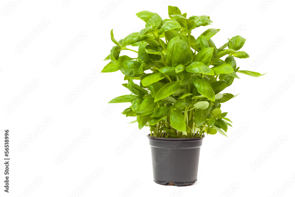 basil in a pot basil in a pot