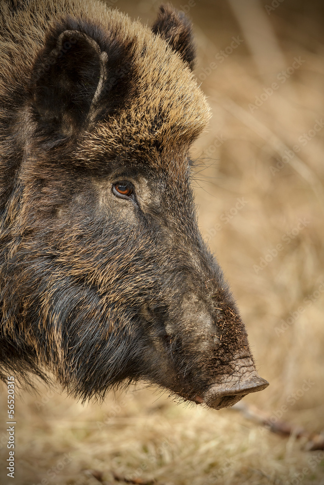 Wild boar sow