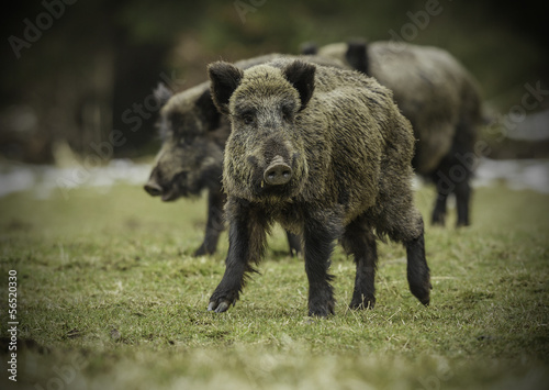Three wild boars walking