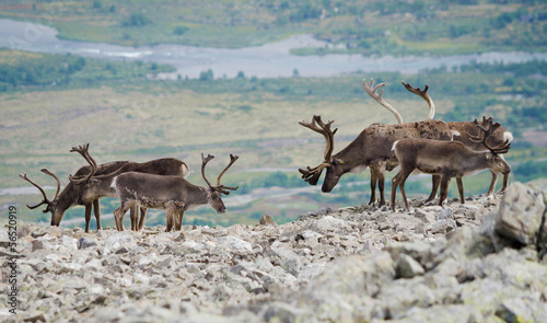 Reindeer mountain view © nilsp
