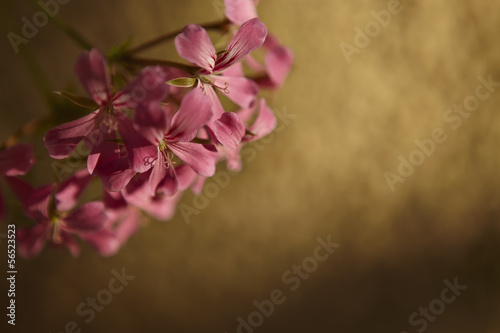 Pink Geranium Flowers (Pelargonium Peltatum)