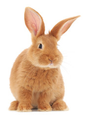 Rabbit