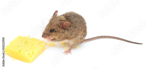 mouse and cheese