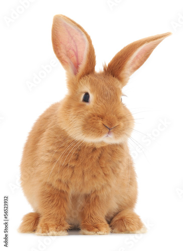 Fotomurale Rabbit