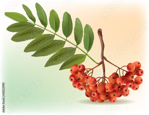 Bunch of ripe rowan