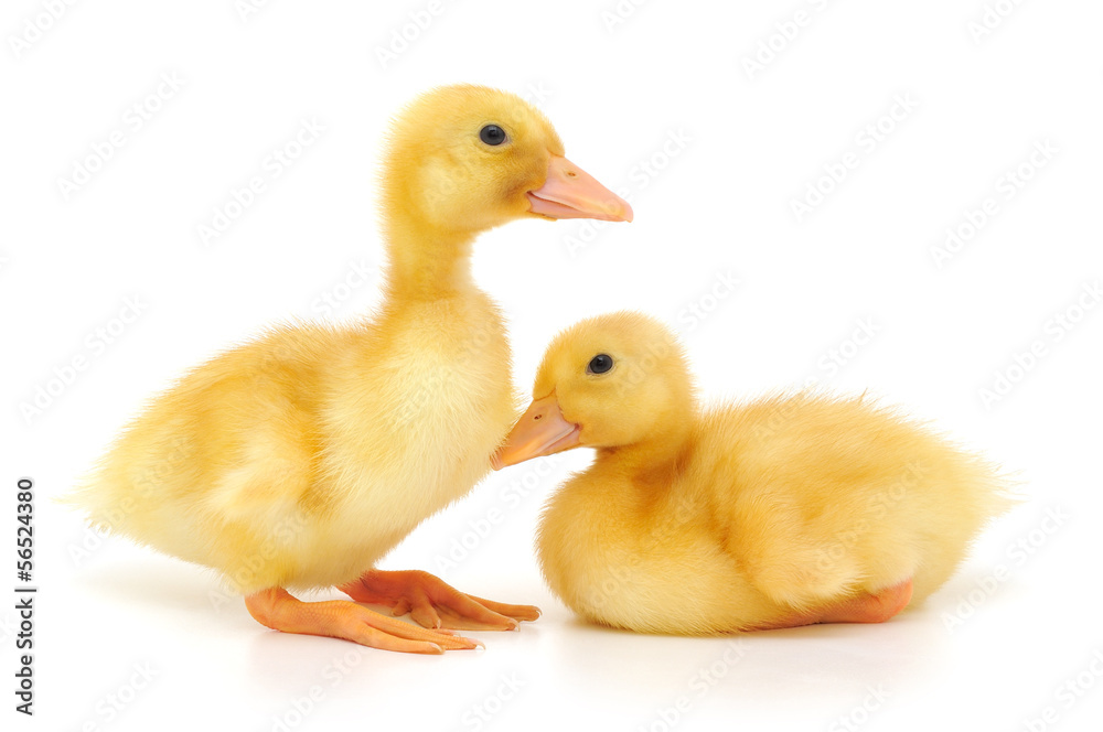 Two ducklings