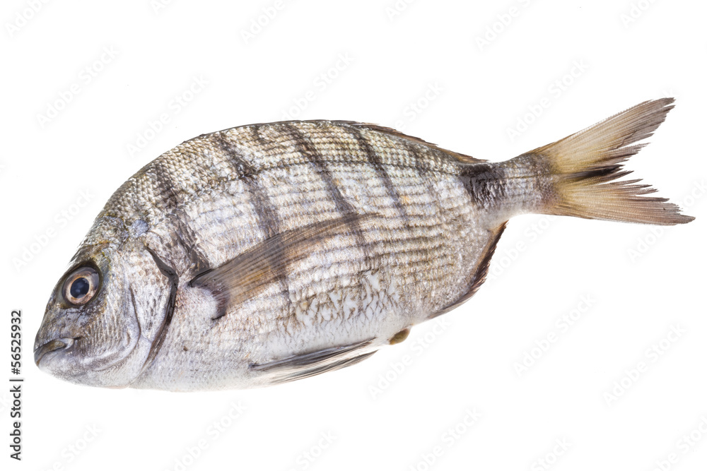 Fototapeta premium Raw Tilapia