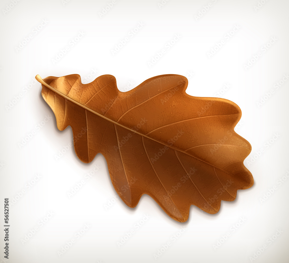 Fototapeta premium Oak leaf