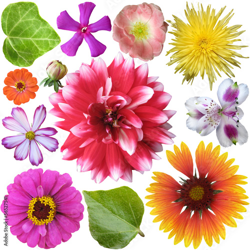 Big Selection of Colorful Flowers Isolated on White Background