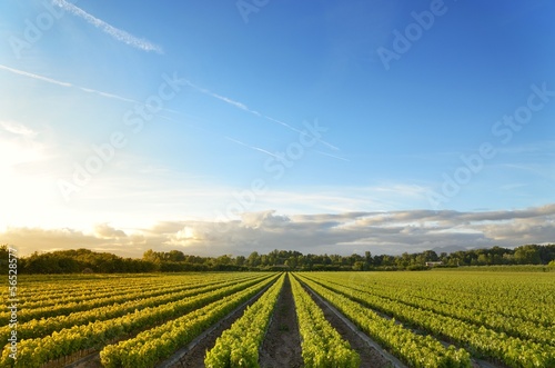 Photo vineyards