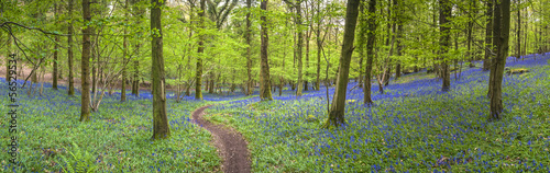 Magical forest and wild bluebell flowers #56529534