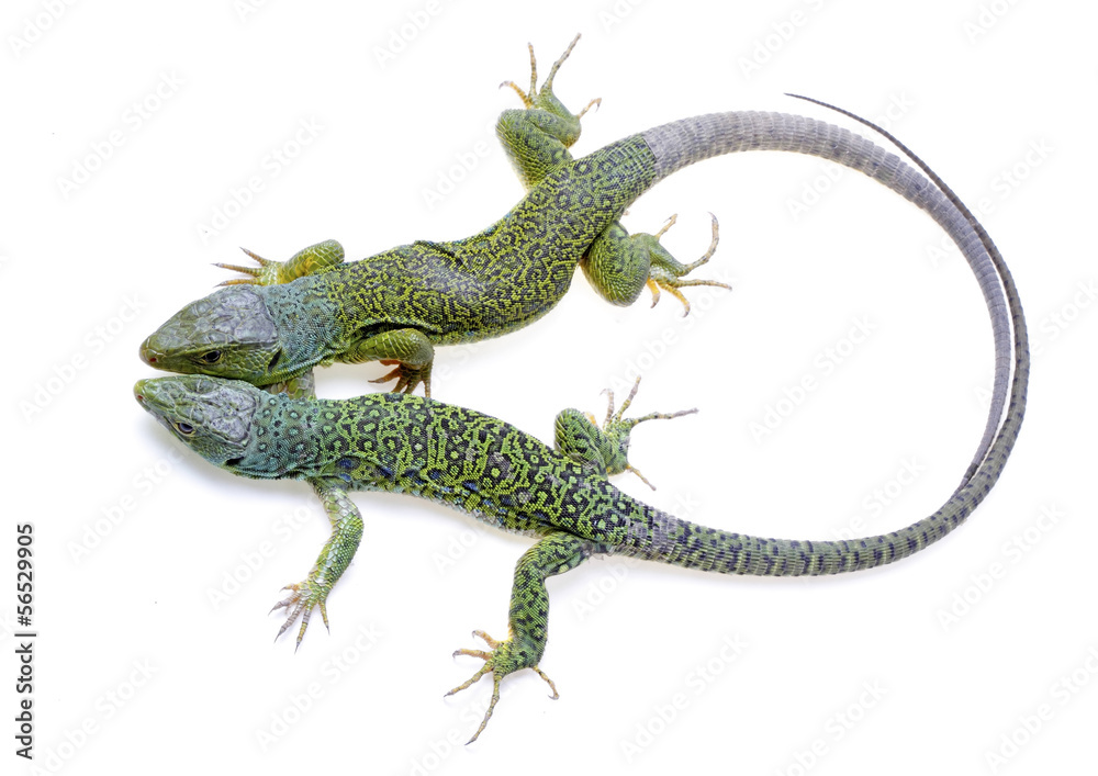 Fototapeta premium lizard
