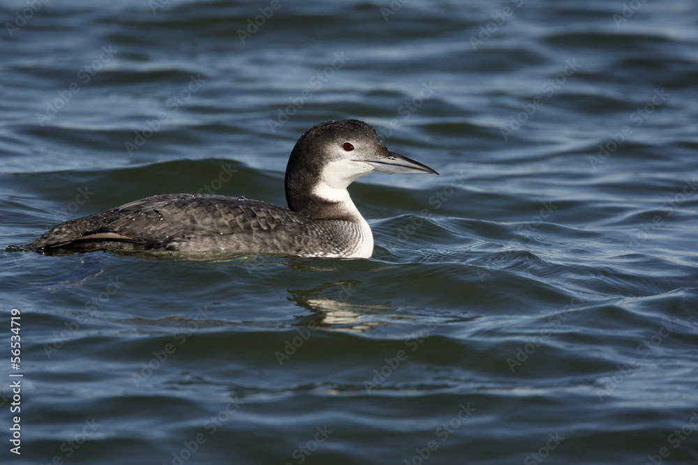Great northern diver, Gavia immer Great northern diver, Gavia immer