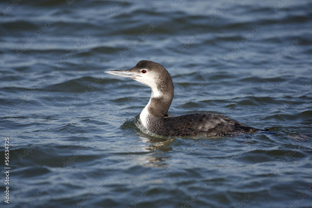Great northern diver, Gavia immer