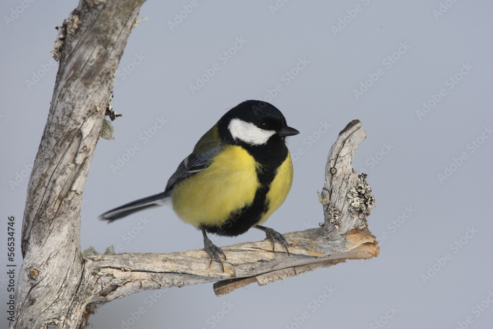 Naklejka premium Great tit, Parius major