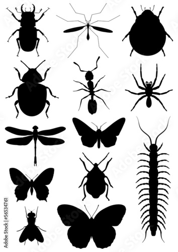 Insects © darren whittingham